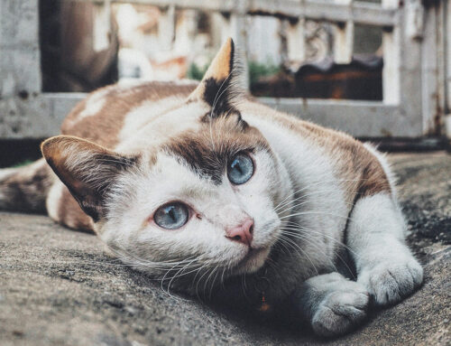 La leucemia felina